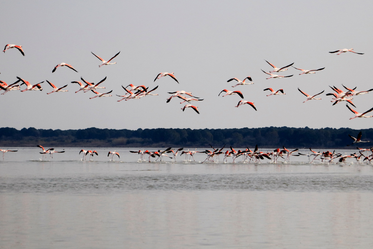 Flamingoların görsel şöleni