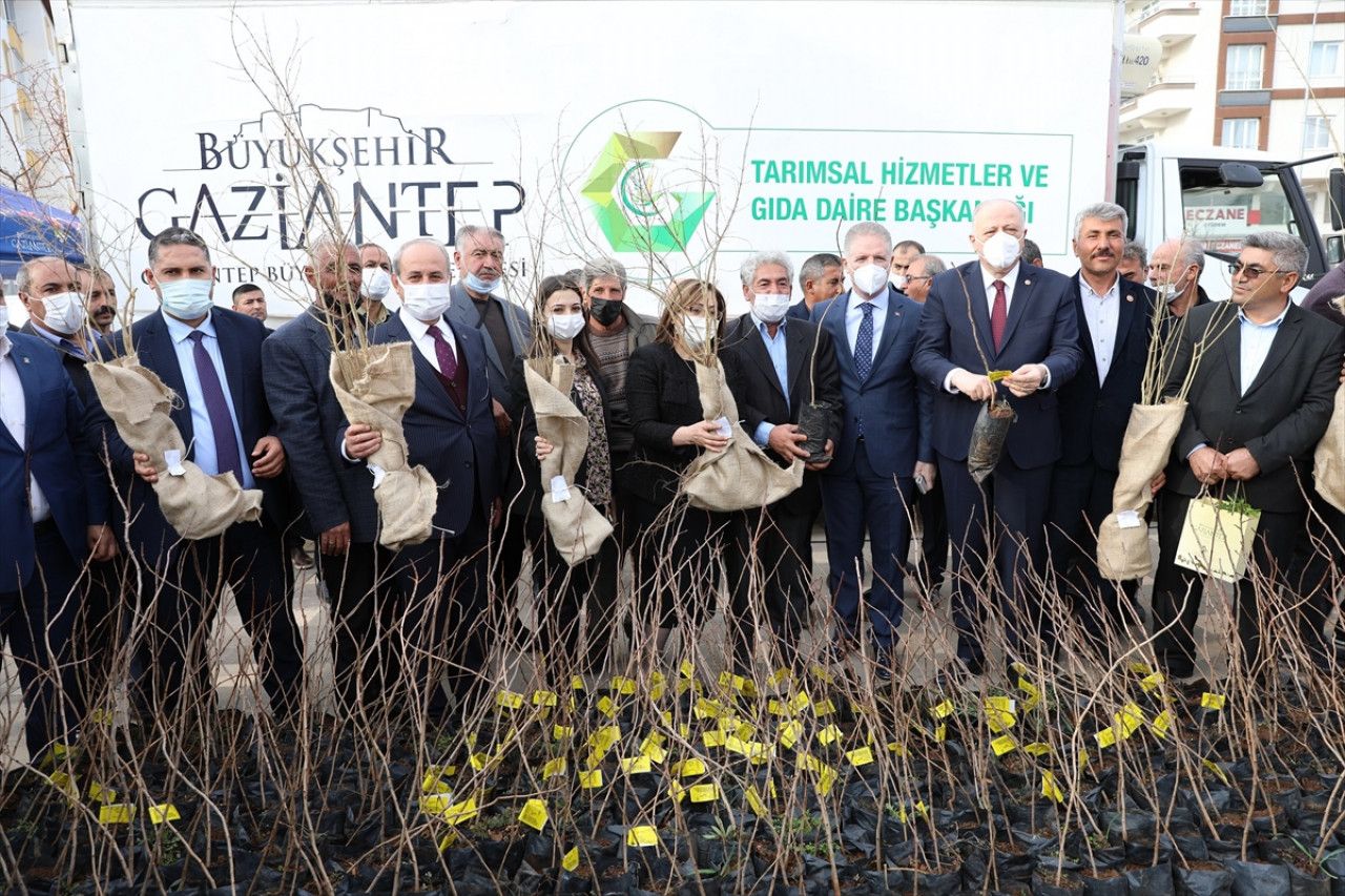 Gaziantepli çiftçilere 15 bin nar ve 10 bin Antep fıstığı fidanı dağıtıldı