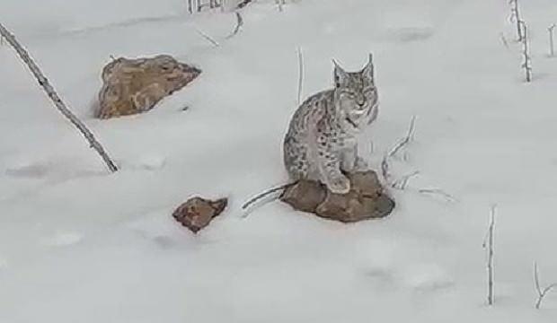 Bingöl’de vaşak görüldü , ‘zarar vermeyin’ uyarısı yapıldı