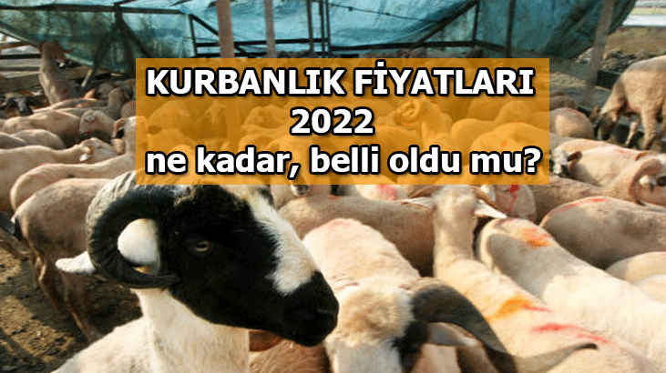 KURBANLIK FİYATLARI 2022 NE KADAR ARTTI? KURBANLIK FİYATLARI GÜNCEL DURUMU NEDİR?