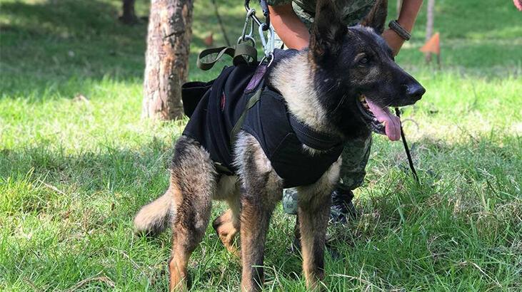 Meksika’dan Türkiye’ye gelen arama-kurtarma köpeği ‘Proteo’ hayatını kaybetti