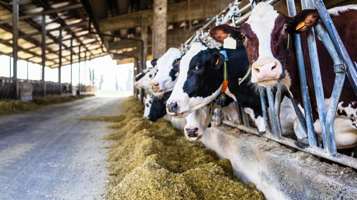 Toplanan inek sütü miktarı yüzde 0,4 azaldı