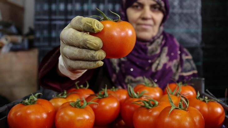 İhracatın kralı domates ve biber oldu