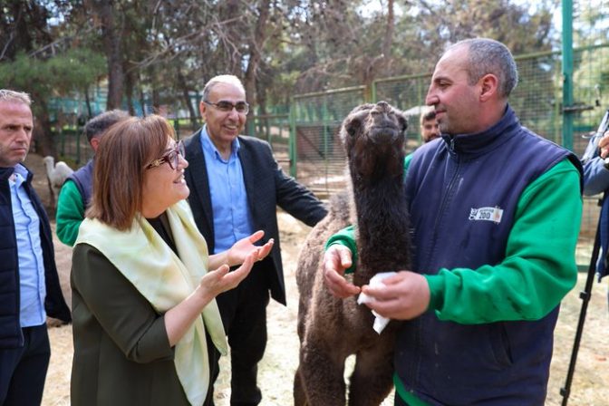 TÜRKİYE’DE DOĞAN İLK ZÜRAFA YAVRUSU, GAZİANTEP DOĞAL YAŞAM PARKI’NDA!